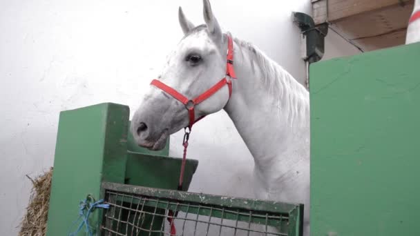 Caballo Blanco Mirando Desde Establo — Vídeos de Stock