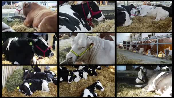 Telas Múltiplas Fazenda Vaca Conceito Gado — Vídeo de Stock