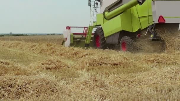 Closeup Combine Harvesting Wheat Field Cultivated Agricultural Field — Stock Video