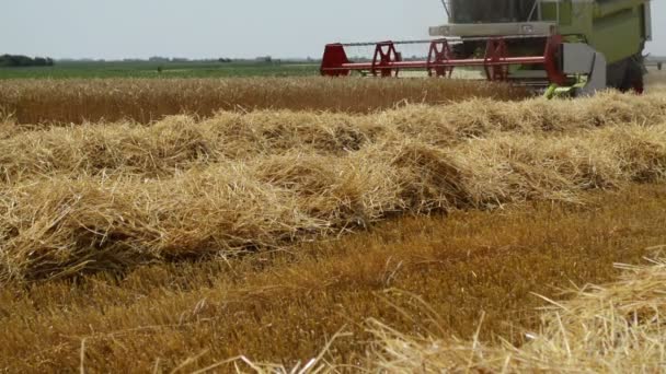 Combine Harvesting Wheat Field Cultivated Agricultural Field — Stock Video