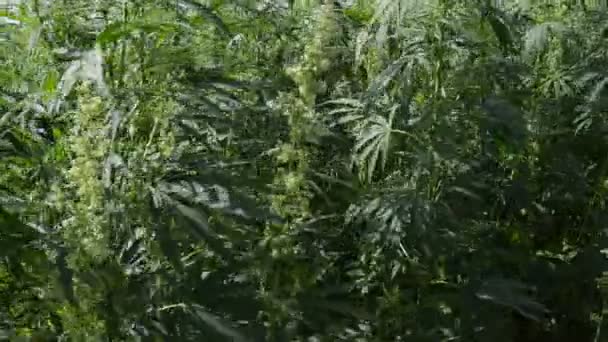 Large Field Industrial Hemp Plants Hemp Being Produced Fiber Production — Stock Video