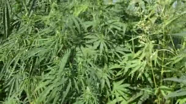 Large Field Industrial Hemp Plants Hemp Being Produced Fiber Production — Stock Video