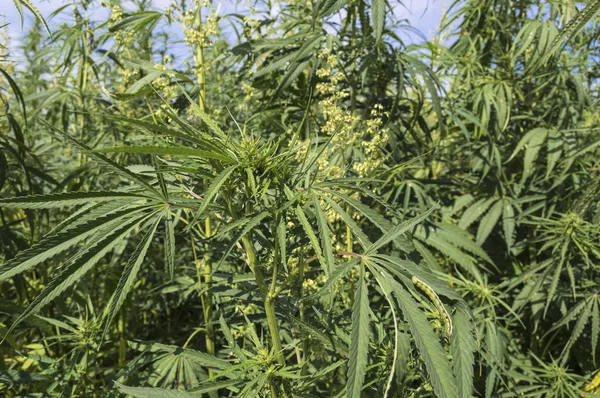 Cannabis campo de cáñamo contra el cielo, legalizar el concepto — Foto de Stock