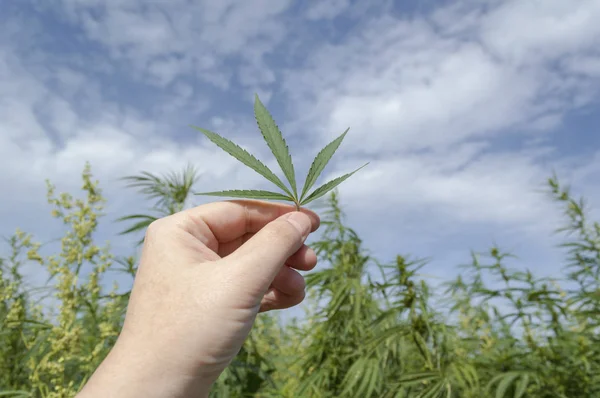 Gökyüzüne karşı bir kenevir kenevir yaprağı ile El, kavramı yasallaştırmak