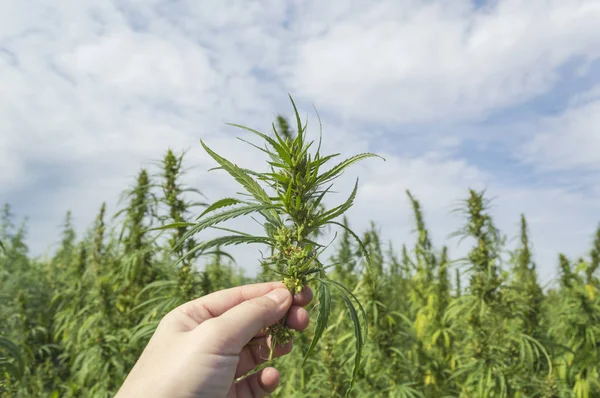 Mão com uma folha de cânhamo de cannabis contra o céu, legalizar conceito — Fotografia de Stock