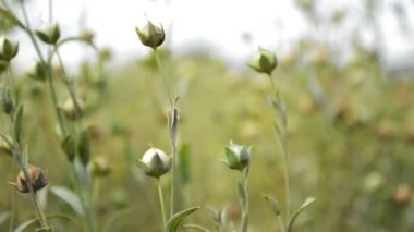 Tarım alanında keten tohumu yakın çekim, seçici odak