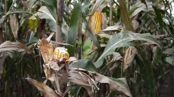 Milho Maduro Espiga Campo Cultivado Conceito Agrícola — Vídeo de Stock