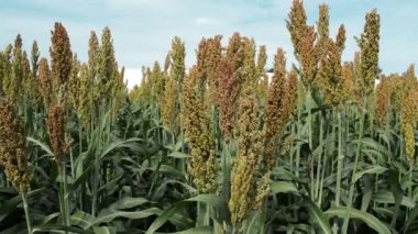 Ekili sorgum alan hasat hazır tarım kavramı