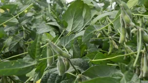 有机农业大豆种植 绿色大豆作物在农田种植 — 图库视频影像