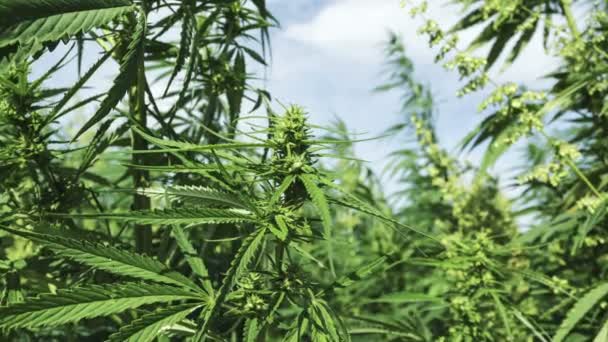 Grünes Cannabis Auf Marihuana Feldfarm Legalisierungskonzept — Stockvideo