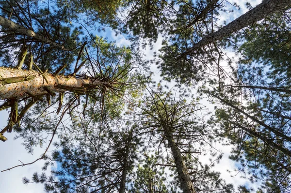 Κάτω Όψη Των Ψηλών Πεύκων Του Αειθαλούς Δάσους Φθινόπωρο Μπλε — Φωτογραφία Αρχείου