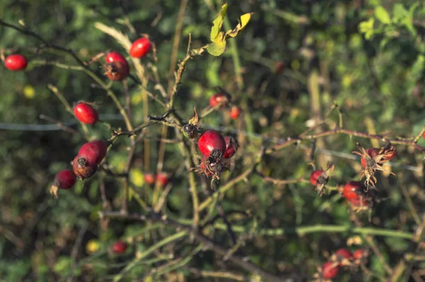 Close Shiny Red Rose Hips Sunny Autumn Day Selective Focus — Stock Photo, Image