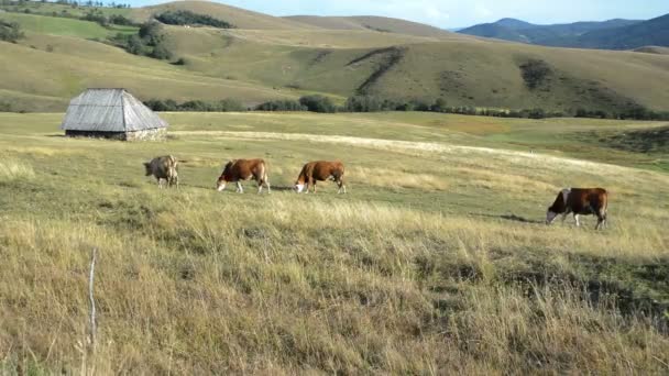 Pâturage Vaches Dans Les Alpages Paysage Rural — Video