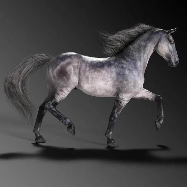 Grey Horse Trotting Ilustrație Cgi — Fotografie, imagine de stoc