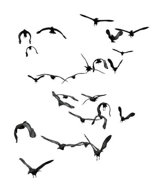Manada Cuervos Aislados —  Fotos de Stock