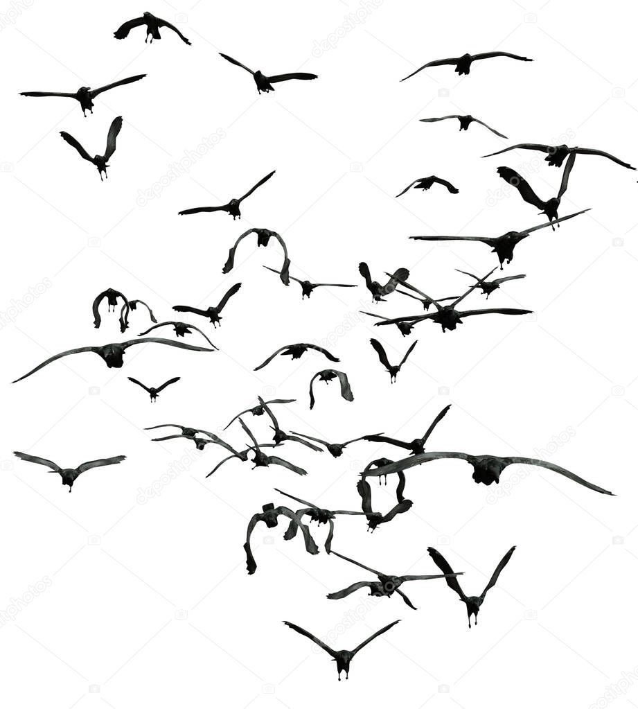 Flock of crows, isolated