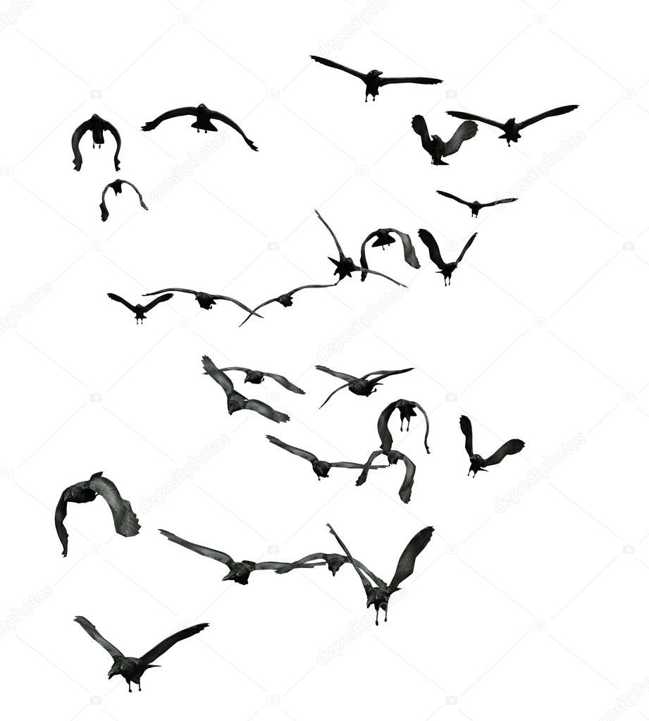 Flock of crows, isolated