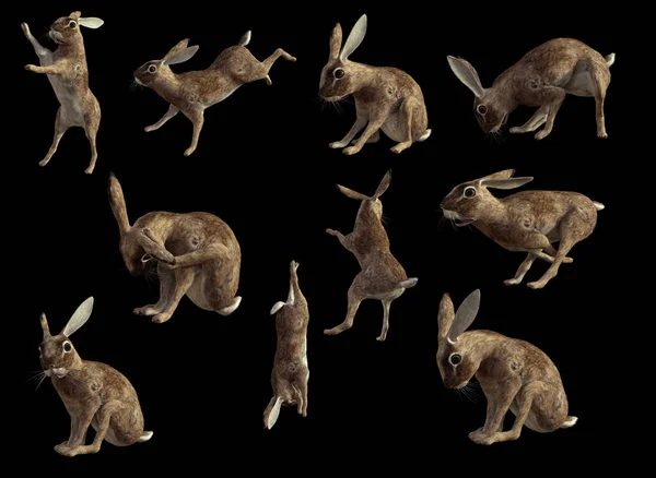 Hares or Rabbits in Action Poses Jumping Playing