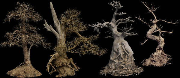 Bare or Dead Trees, Bonsai Trees