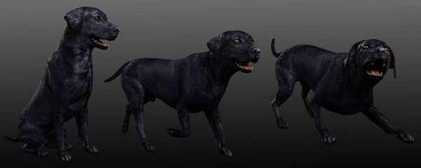 Black Labrador Dogs CGI