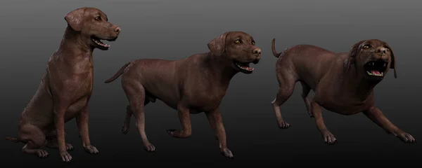 Chocolate Labrador Dogs Cgi — Stock Photo, Image