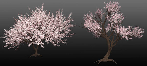 CGI Render Floering Sakura Tree White and Pink
