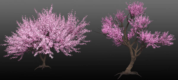 CGI Render Floering Sakura Tree Pink