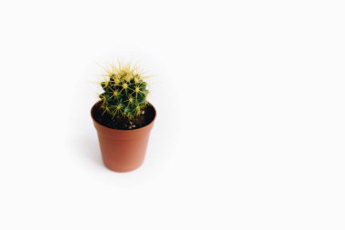 Echinocactus Grusonii beyaz arka planda izole