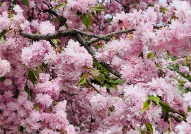 Baharda çiçek açan prunus serrulata kanzan pembe sakura kiraz ağacı