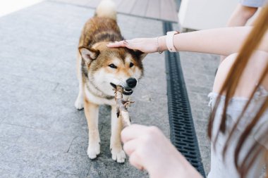 Genç beyaz kadın dışarıda bir sopa tutan köpeği ile oynuyor