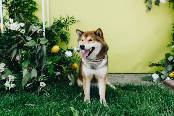 Un perro shiba inu sonriendo y sentado en la hierba cerca de un arbusto con fondo amarillo — Foto de Stock