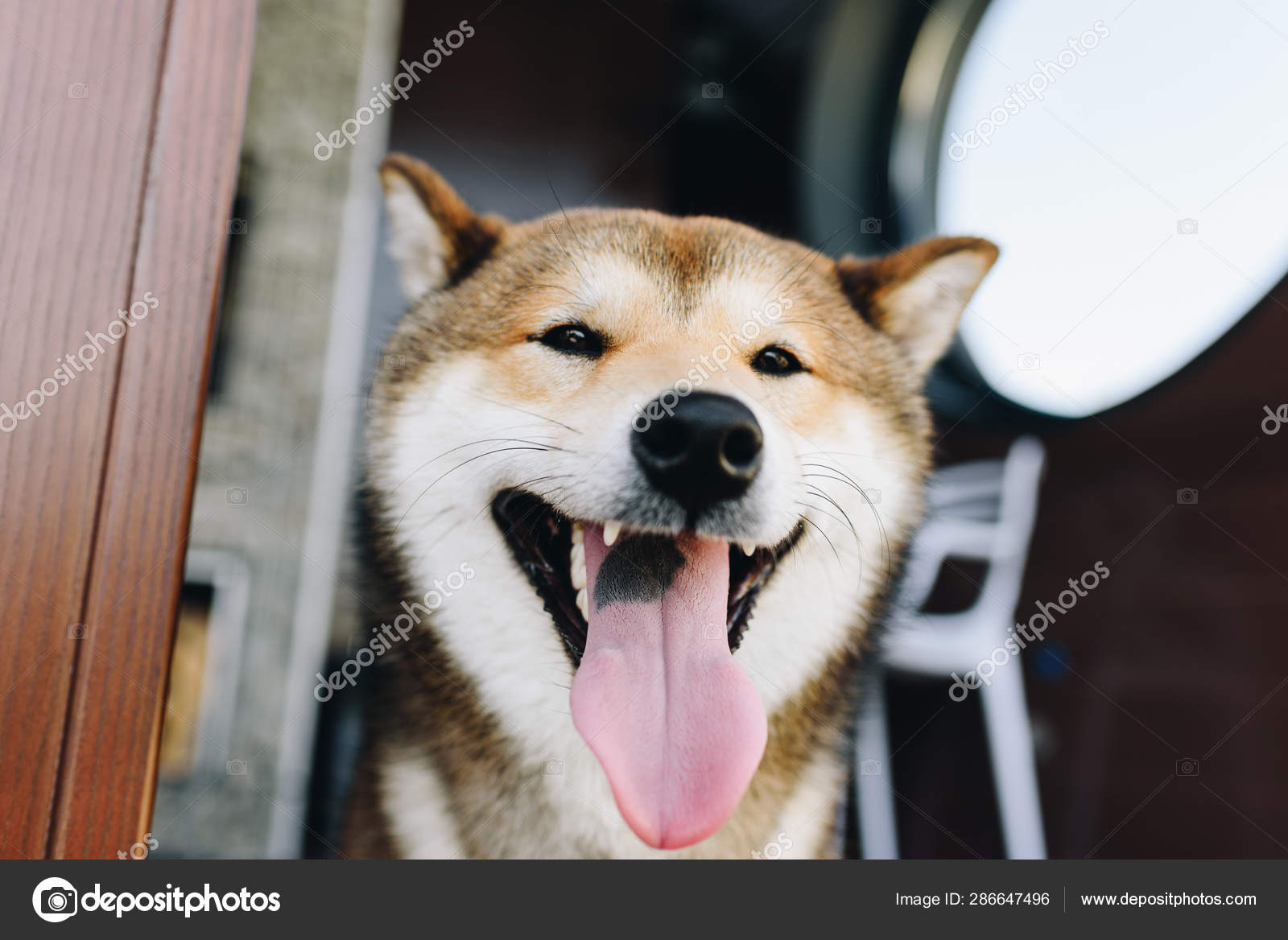 A Shiba Inu Dog Smiling And Stetching Out The Tongue Stock