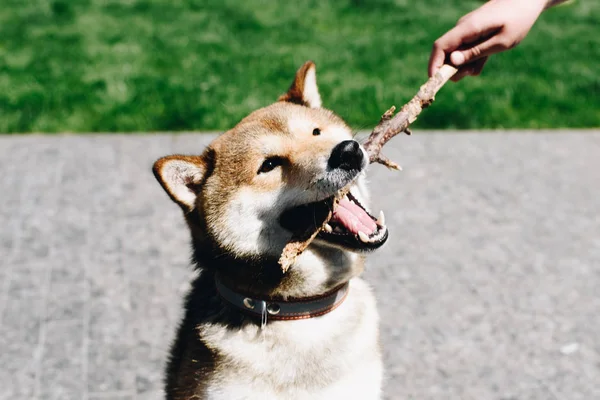 A shiba inu dog holding a stick in mouth while playing with a man outdoors on a sunny day — Stock Photo, Image