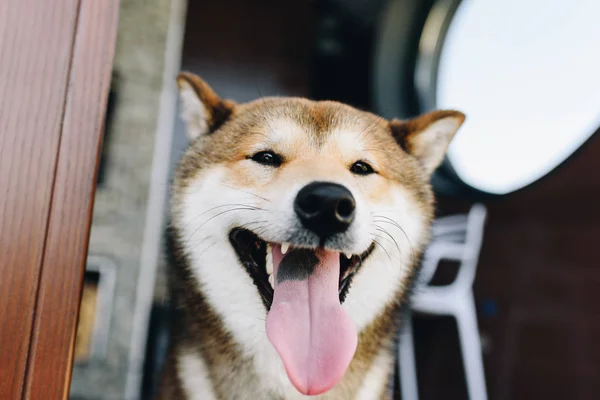 Un perro shiba inu sonriendo y sacando la lengua — Foto de Stock