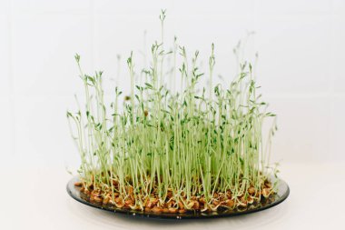 Filizlenmiş buğday filizlerinin, sağlıklı yaşam tarzının ve salata ve yemek seçiminin yakın çekimi.