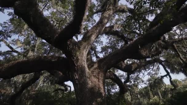 Southern Live Oak Tai Angel Oak Tree Johns Island Charleston — kuvapankkivideo