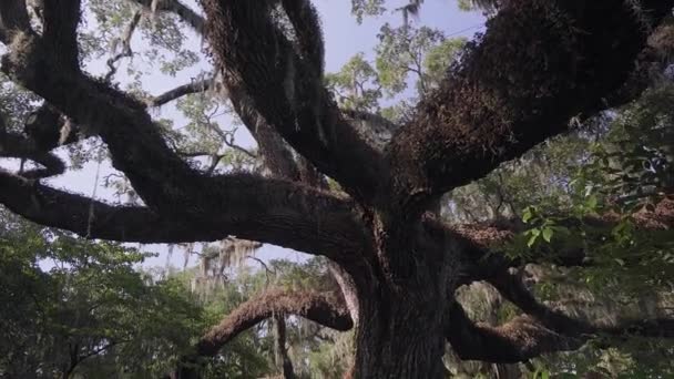 Południowej Live Oak Lub Anioł Dębu Wyspa Johns Charleston Karolina — Wideo stockowe