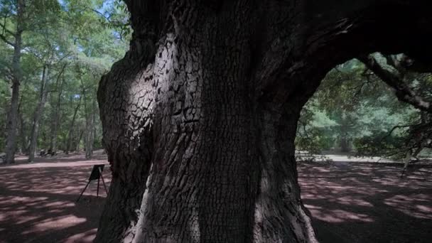 Déli Live Oak Vagy Angyal Tölgyfa Sziget Johns Charleston South — Stock videók
