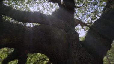 Güney canlı meşe veya melek meşe ağacı, Johns Island, Charleston, South Carolina, ABD, Ekim 2016