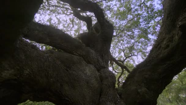 Południowej Live Oak Lub Anioł Dębu Wyspa Johns Charleston Karolina — Wideo stockowe
