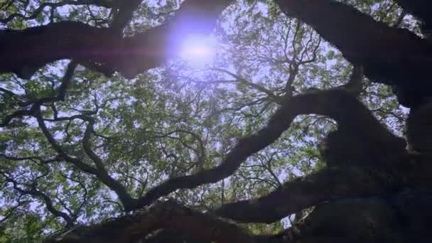 Southern Live Oak Angel Oak Tree Johns Island Charleston Carolina — Vídeo de Stock