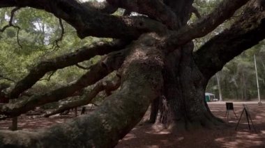 Güney canlı meşe veya melek meşe ağacı, Johns Island, Charleston, South Carolina, ABD, Ekim 2016