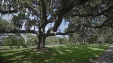Brookgreen Gardens, Myrtle Beach, Güney Carolina, ABD, Temmuz 2016 dev oaks