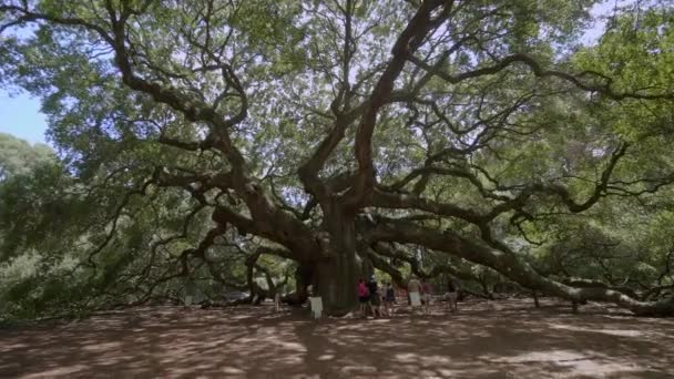 Southern Live Oak Tai Angel Oak Tree Johns Island Charleston — kuvapankkivideo