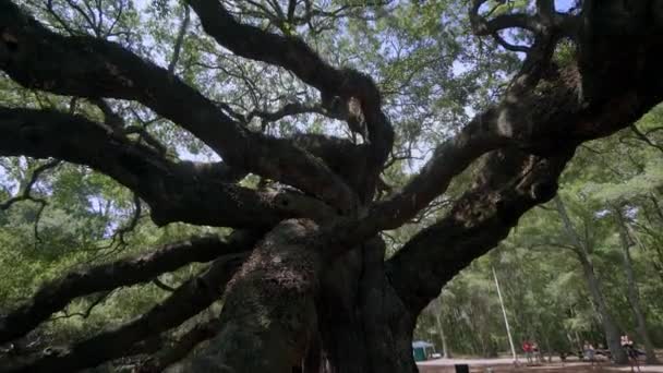 Southern Live Oak Tai Angel Oak Tree Johns Island Charleston — kuvapankkivideo