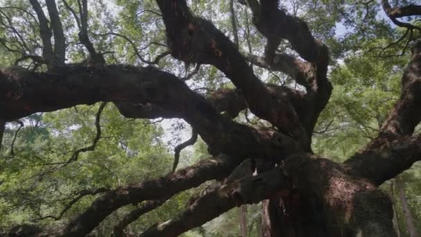 Południowej Live Oak Lub Anioł Dębu Wyspa Johns Charleston Karolina — Wideo stockowe