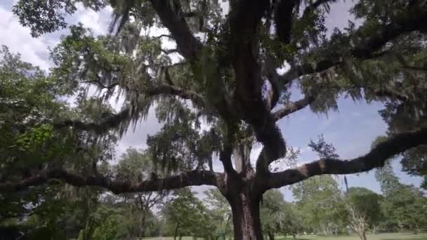 Brookgreen Gardensin Jättitammet Veistos Elämän Kiertokulku Myrtle Beach Etelä Carolina — kuvapankkivideo