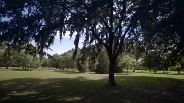 Γιγαντιαίο Βελανιδιές Της Brookgreen Κήπους Μιρτλ Μπιτς Νότια Καρολίνα Ηπα — Αρχείο Βίντεο