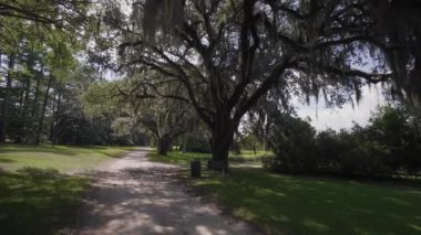 Brookgreen Gardens, Myrtle Beach, Güney Carolina, ABD, Temmuz 2016 dev oaks