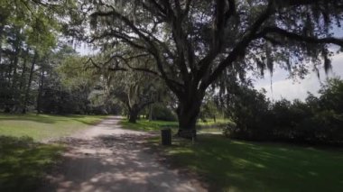 Brookgreen Gardens, Myrtle Beach, Güney Carolina, ABD, Temmuz 2016 dev oaks